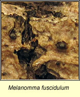 Melanomma fuscidulum