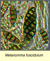 Melanomma fuscidulum