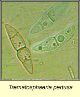 Trematosphaeria pertusa