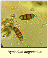 Hysterium angustatum