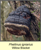 Phellinus igniarius, Willow Bracket