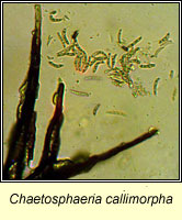 Chaetosphaeria callimorpha