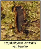 Propolomyces versicolor var betulae