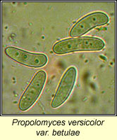 Propolomyces versicolor var betulae