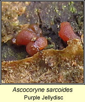 Ascocoryne sarcoides