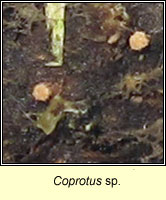 Coprotus