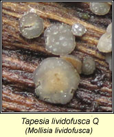 Tapesia lividofusca, Mollisia lividofusca