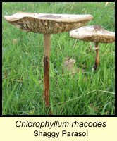 Chlorophyllum rhacodes, Shaggy Parasol