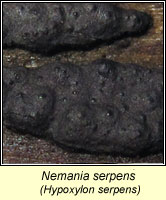 Nemania serpens, Hypoxylon serpens