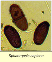 Sphaeropsis sapinea