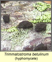Trimmatostroma betulinum