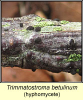 Trimmatostroma betulinum