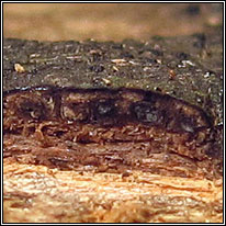 Eutypa leioplaca
