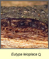 Eutypa leioplaca