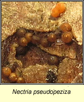 Nectria pseudopeziza