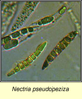 Nectria pseudopeziza
