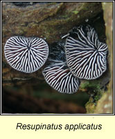 Resupinatus applicatus