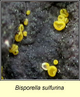 Bisporella sulfurina