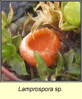 Lamprospora polytrichi