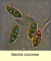 Nectria coccinea