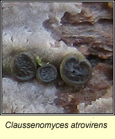 Claussenomyces atrovirens