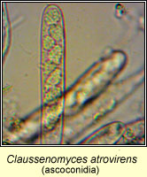 Claussenomyces atrovirens