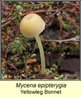 Mycena epipterygia, Yellowleg Bonnet
