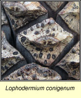 Lophodermium conigenum