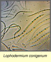 Lophodermium conigenum