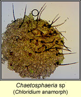 Chaetosphaeria sp, anamorph