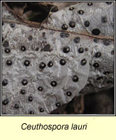 Ceuthospora lauri