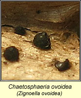 Chaetosphaeria ovoidea