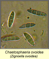 Chaetosphaeria ovoidea
