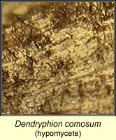 Dendryphion comosum