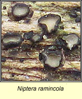 Niptera ramincola