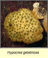 Hypocrea gelatinosa