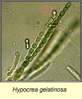 Hypocrea gelatinosa