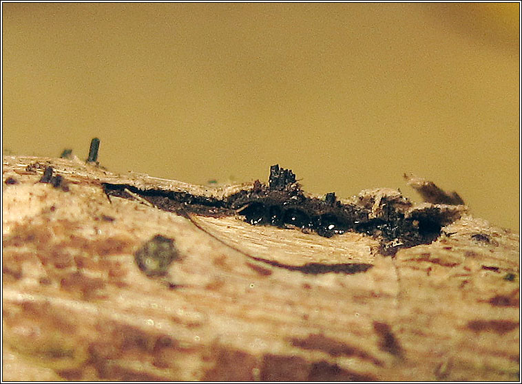Eutypella scoparia, Peroneutypa scoparia