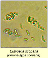 Eutypella scoparia