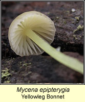 Mycena epipterygia, Yellowleg Bonnet