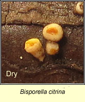 Bisporella citrina