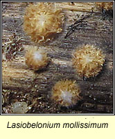 Lasiobelonium mollissimum