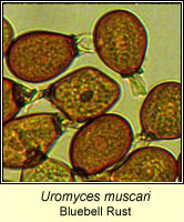 Uromyces muscari, Bluebell Rust