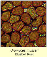 Uromyces muscari, Bluebell Rust