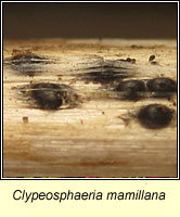 Clypeosphaeria mamillana