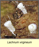 Lachnum virgineum