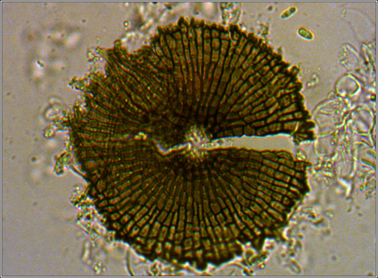 Microthyrium ciliatum var hederae