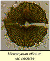 Microthyrium ciliatum var hederae