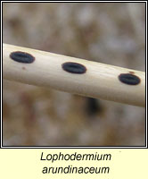 Lophodermium arundinaceum 