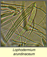 Lophodermium arundinaceum 